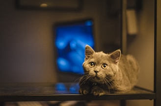 a cat sitting on a table