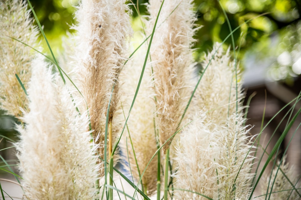 close up of a plant