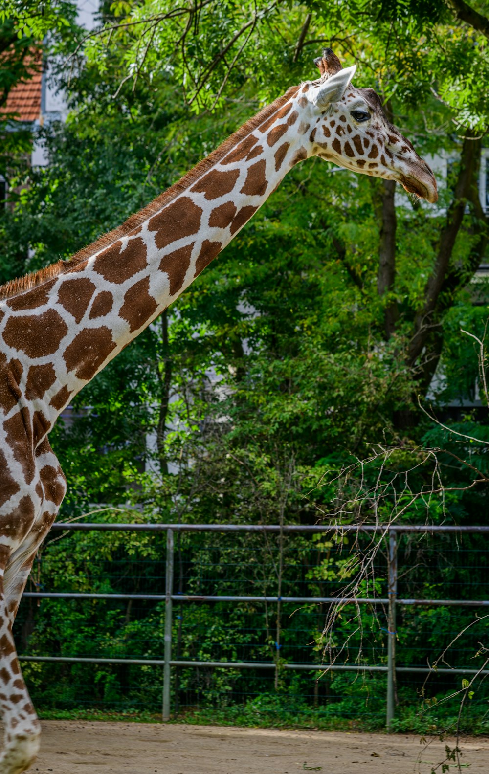 a giraffe standing next to a tree