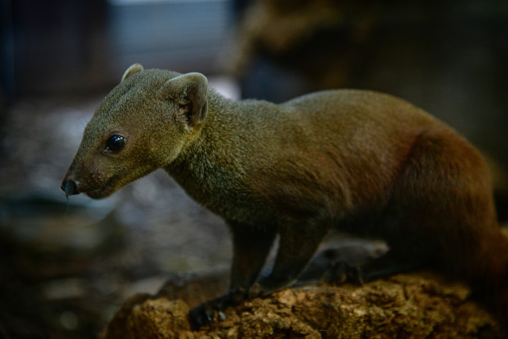 a small animal on a rock