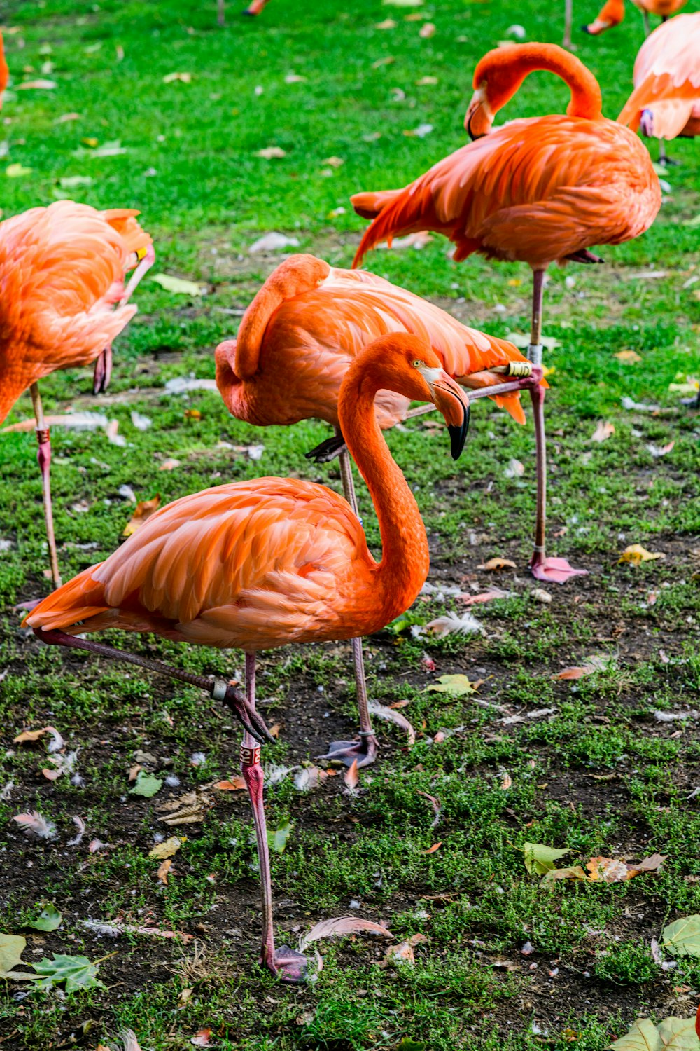 a group of flamingos on grass