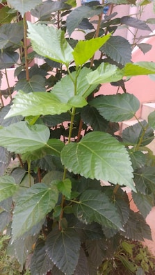 A lush green plant thriving in a sunlit corner of a home garden