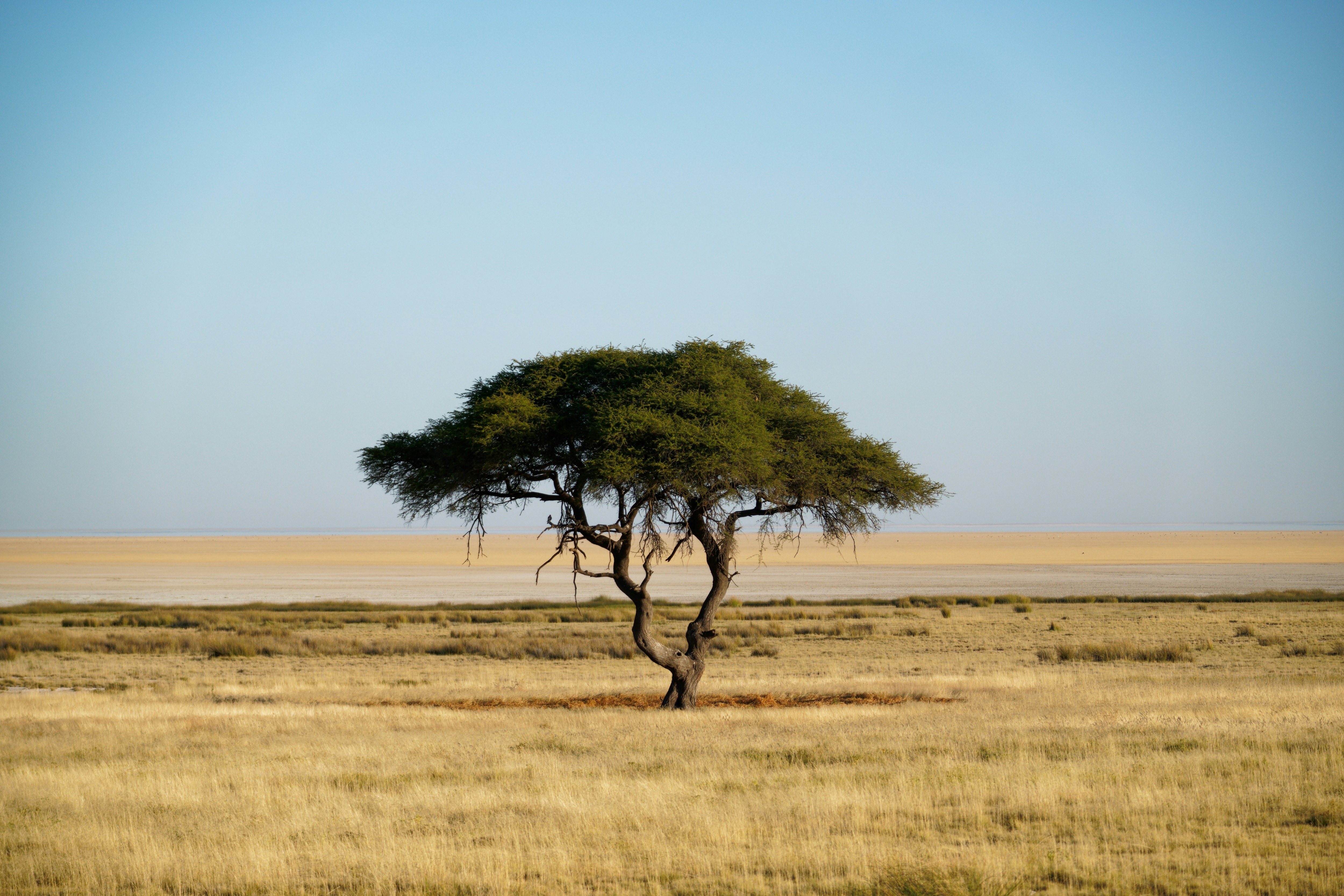A lone fever tree on the edge of the Etosha salt pan in Namibia.
