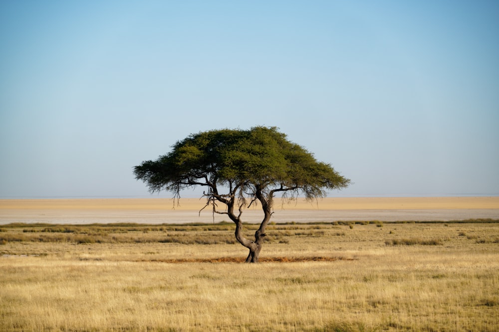 a tree in a field