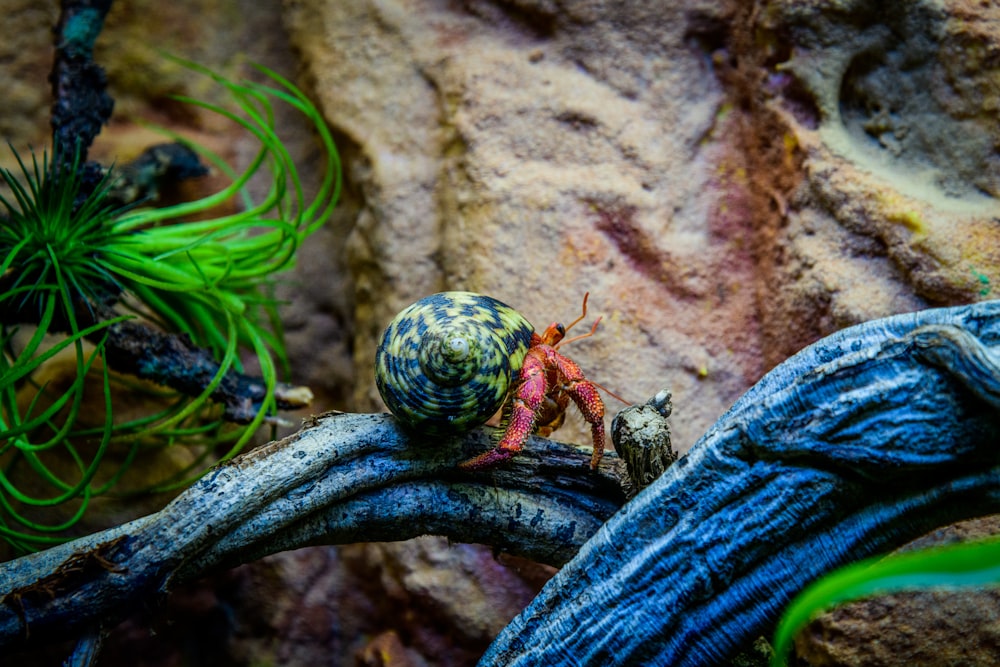 a lizard on a rock