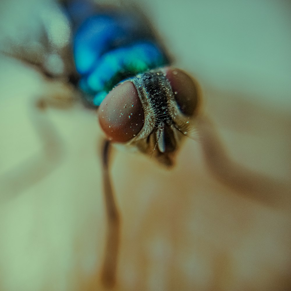 a close up of a bee