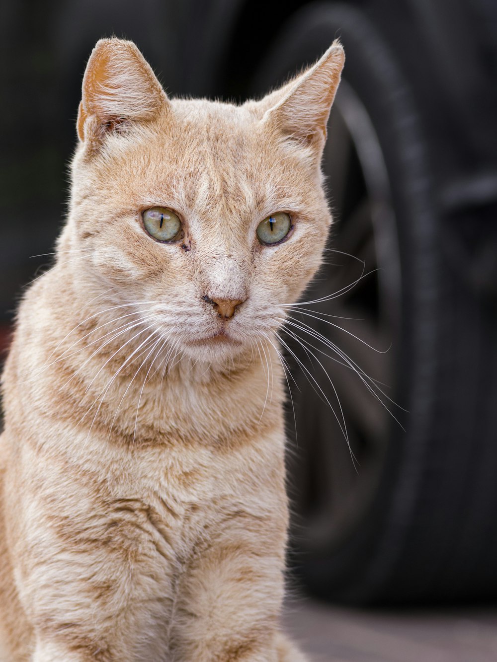 Un gato mirando a la cámara