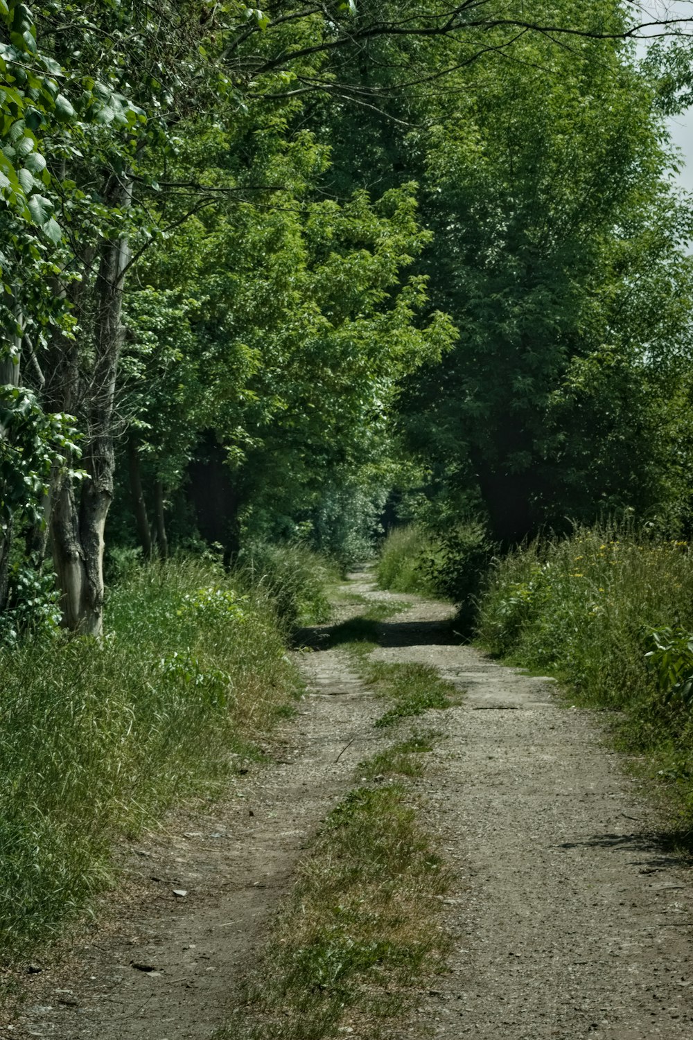 a dirt road in a forest