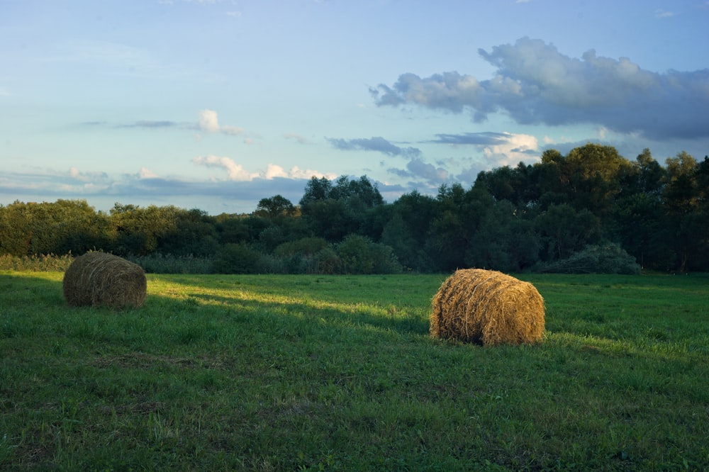 a field of hay bales