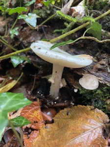 A white toadstool mushroom growing in a natural forest setting among green ivy leaves and other brownish vegetation. The mushroom has a smooth cap and a long stem. Fallen leaves and twigs are scattered on the forest floor, and there is a smaller mushroom next to the larger one.