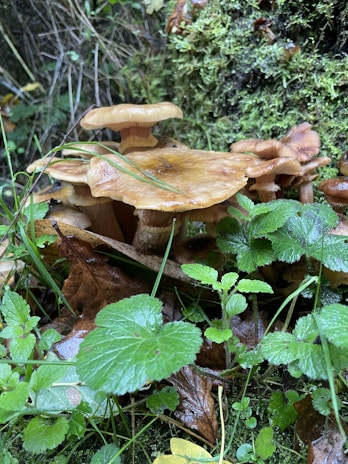 A cluster of brown mushrooms is growing amidst a patch of green leaves and grass. The mushrooms have a smooth, slightly glossy surface and are surrounded by damp, leafy vegetation. The scene is set against a background of moss-covered terrain, suggesting a forest or woodland floor.