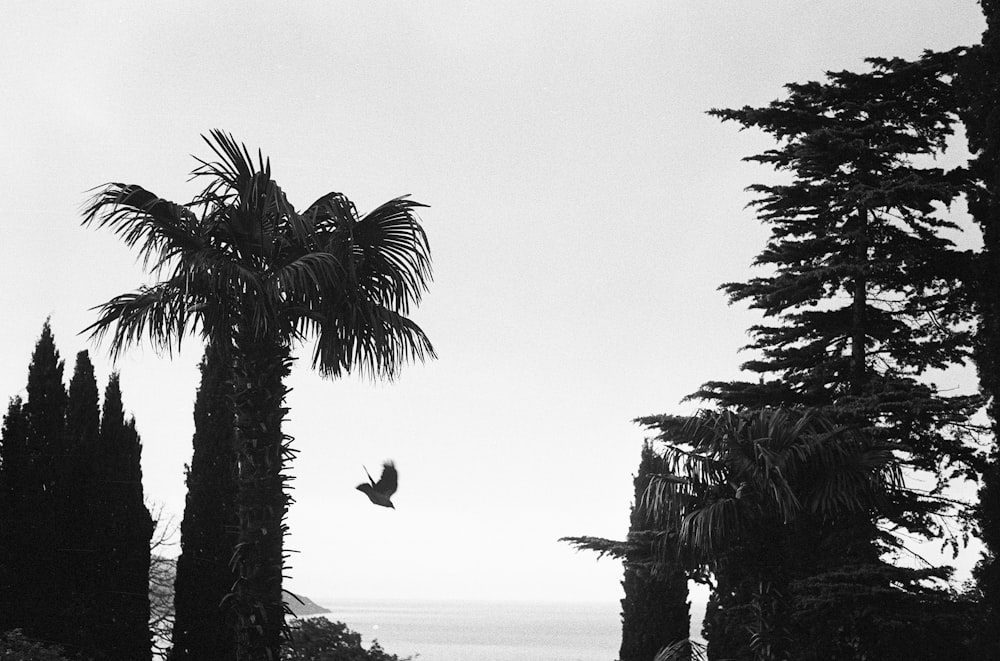 a bird flying over palm trees