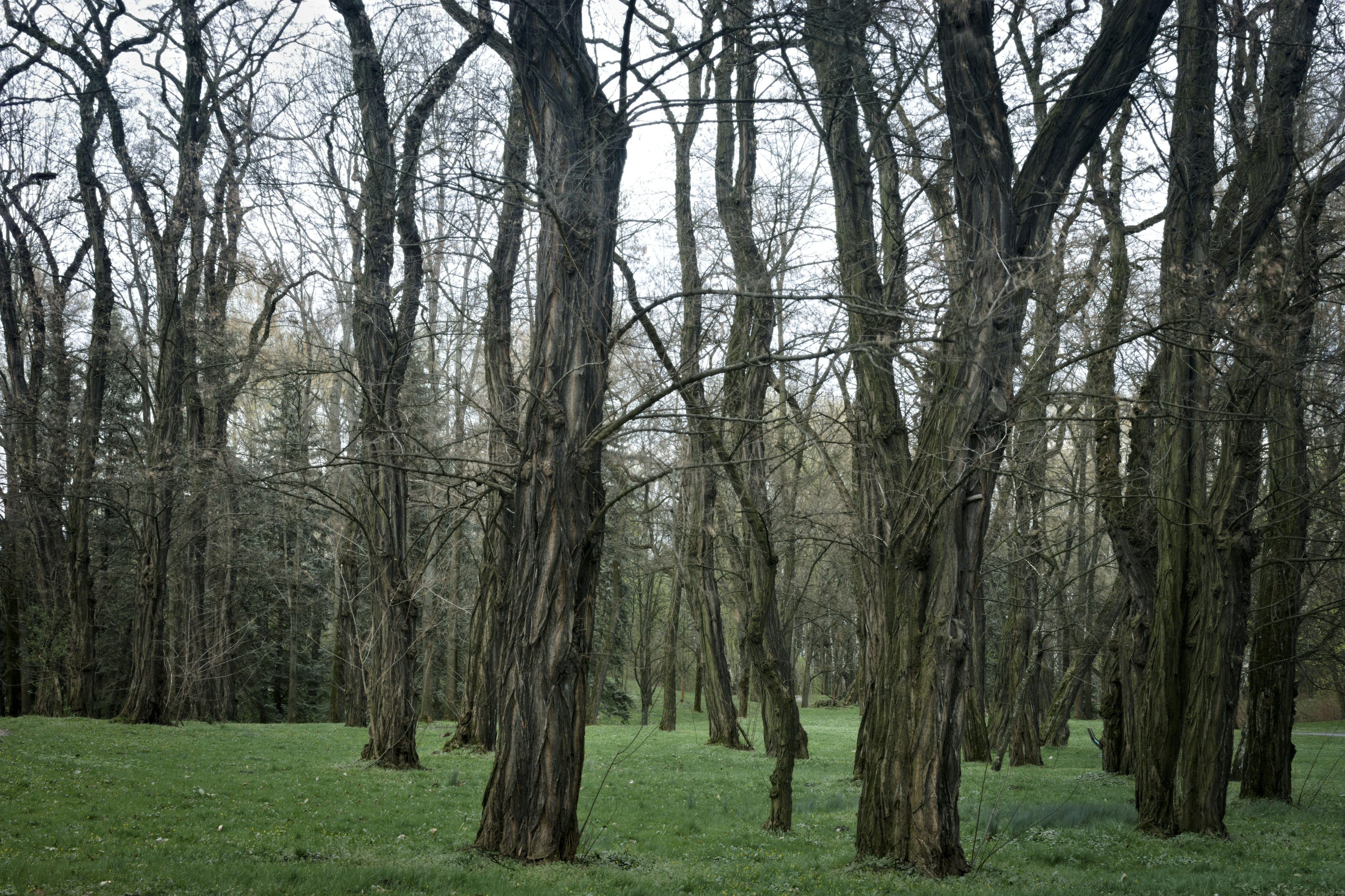 un groupe d’arbres dans un champ