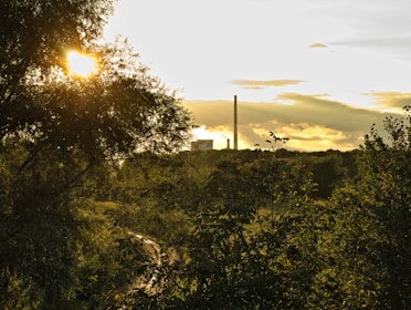 Sunlight filtering through trees over a neglected industrial site.