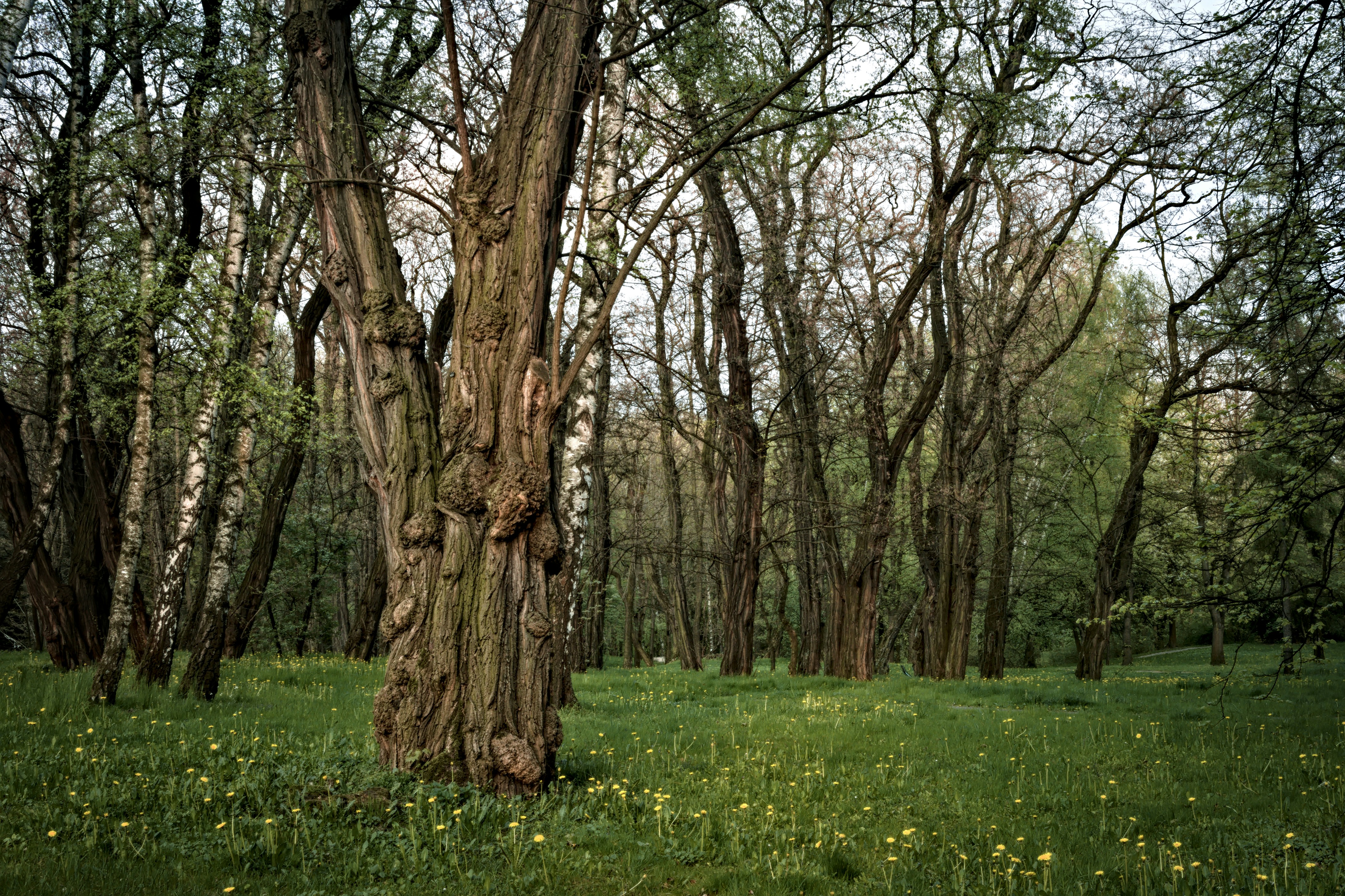 Ein Baum auf einem Feld