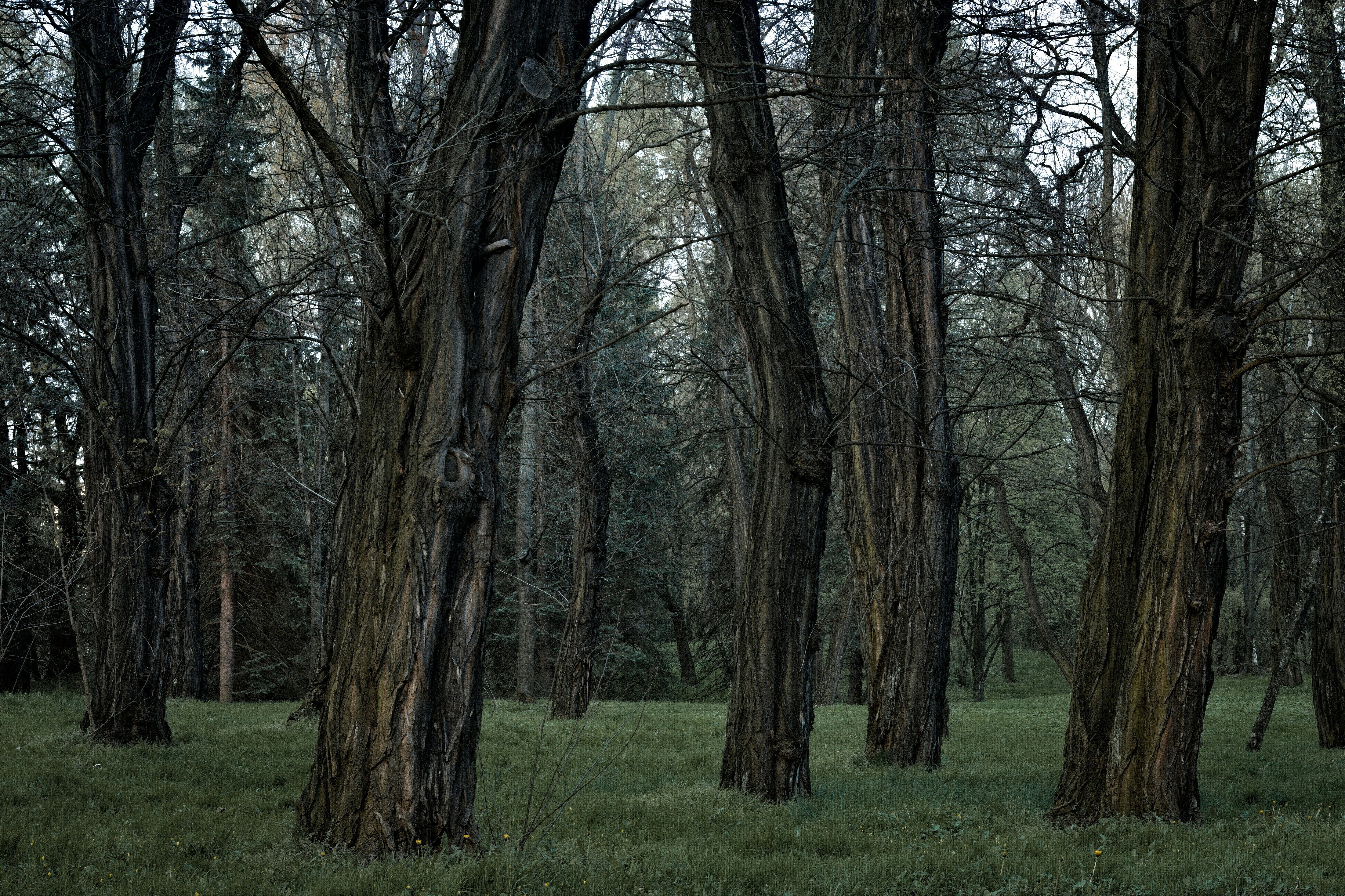 Un groupe d’arbres dans une forêt