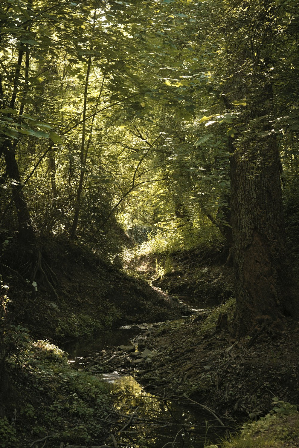 a creek in a forest