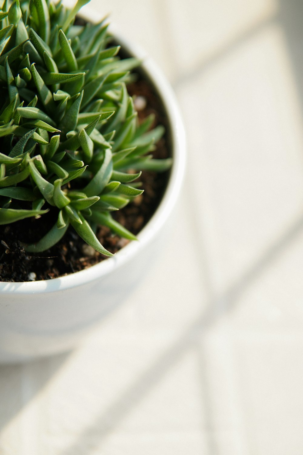 a plant in a pot