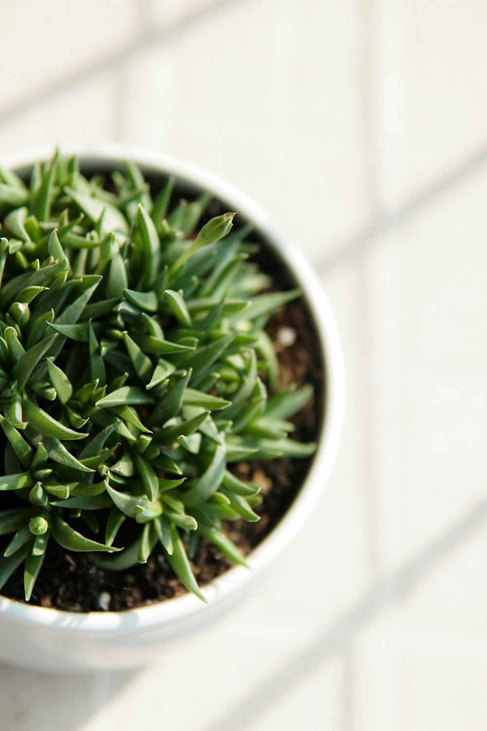 a plant in a pot