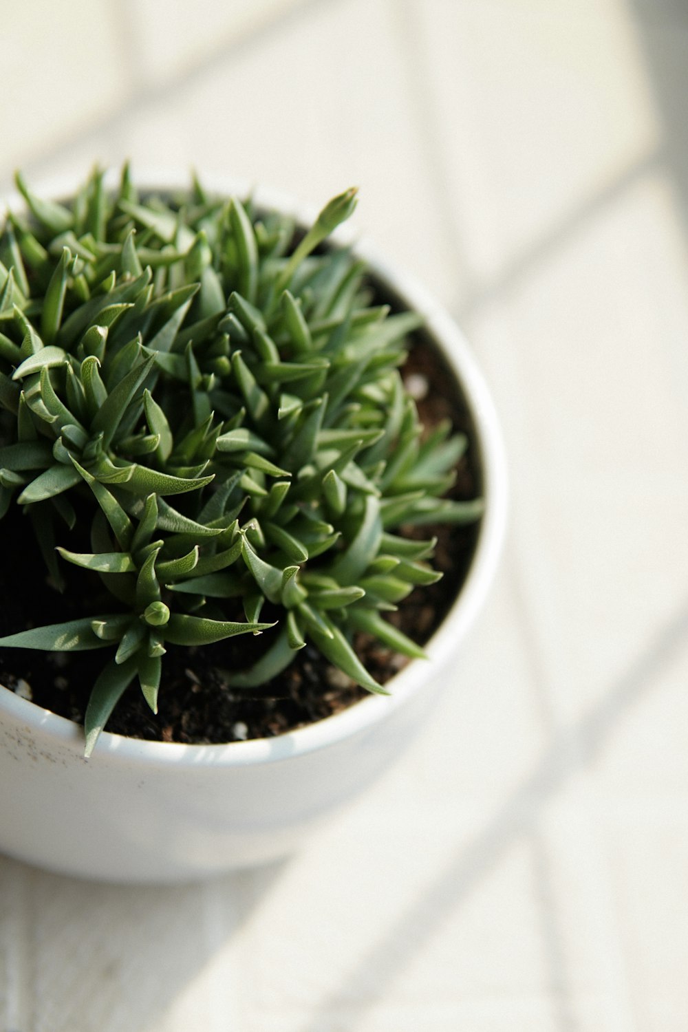 a small plant in a white pot