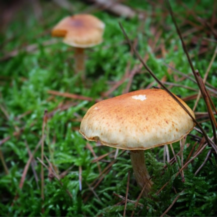 Two mushrooms with brown caps and light stems are growing amidst a bed of vibrant green moss. Pine needles are scattered around, adding texture to the natural forest floor setting.