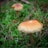 Two mushrooms with brown caps and light stems are growing amidst a bed of vibrant green moss. Pine needles are scattered around, adding texture to the natural forest floor setting.