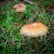 Two mushrooms with brown caps and light stems are growing amidst a bed of vibrant green moss. Pine needles are scattered around, adding texture to the natural forest floor setting.