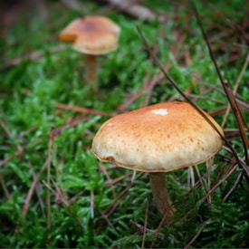 Two mushrooms with brown caps and light stems are growing amidst a bed of vibrant green moss. Pine needles are scattered around, adding texture to the natural forest floor setting.