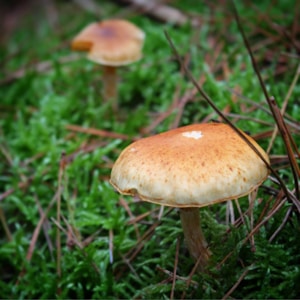 Two mushrooms with brown caps and light stems are growing amidst a bed of vibrant green moss. Pine needles are scattered around, adding texture to the natural forest floor setting.