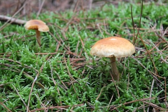 Two mushrooms with brown caps are surrounded by lush green moss and scattered pine needles.