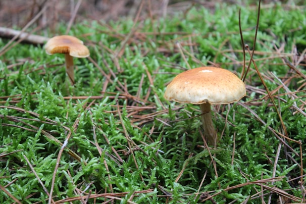 Two mushrooms with brown caps are surrounded by lush green moss and scattered pine needles.