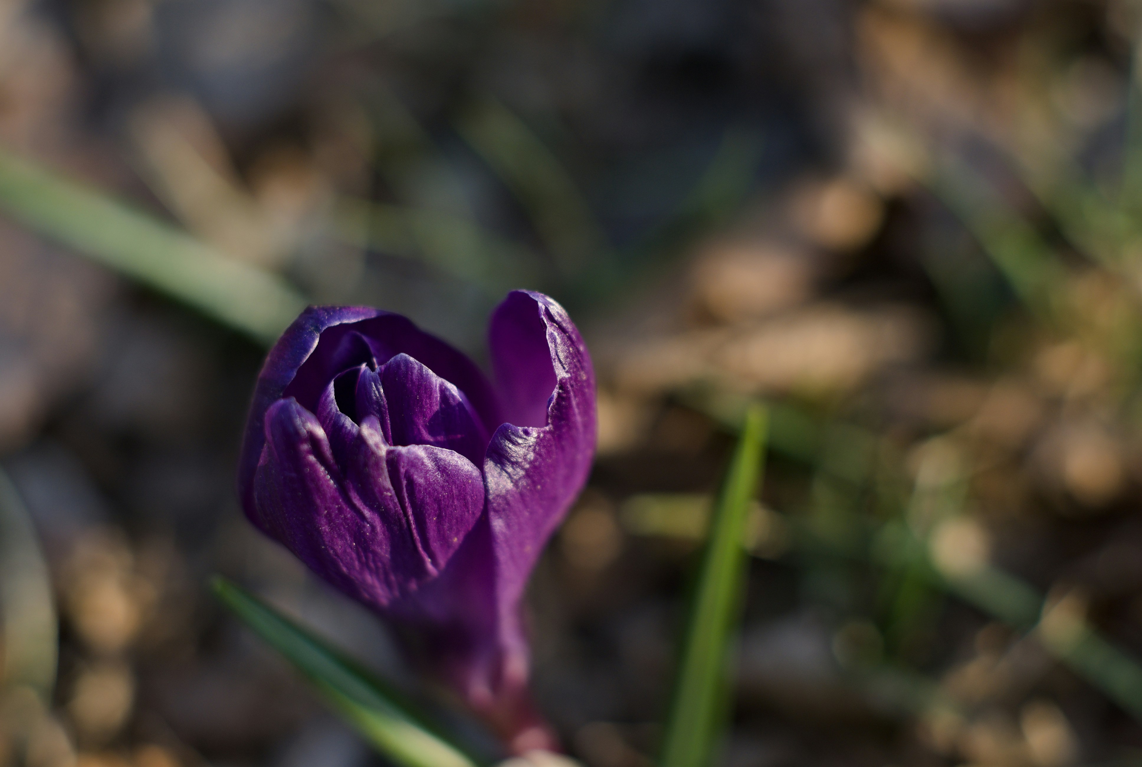 Photo by sagatto