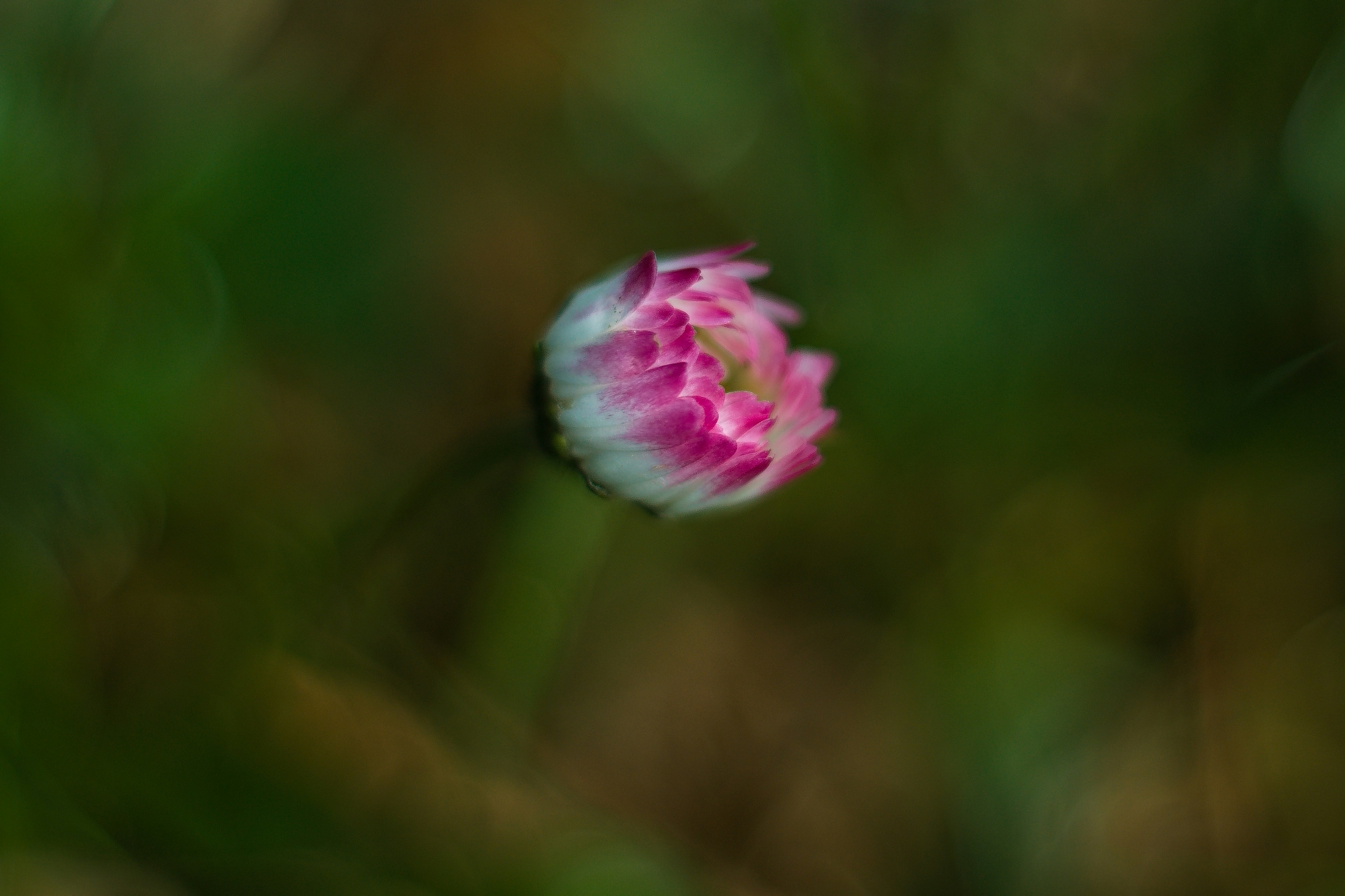 A close up of a flower photo – Free Flower Image on Unsplash