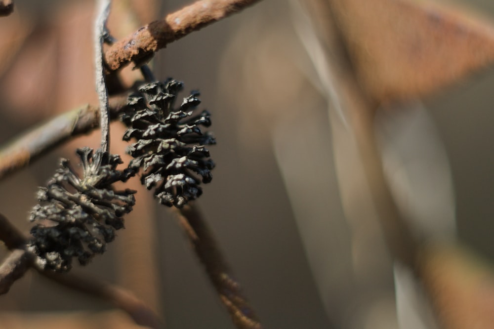 a close up of a plant