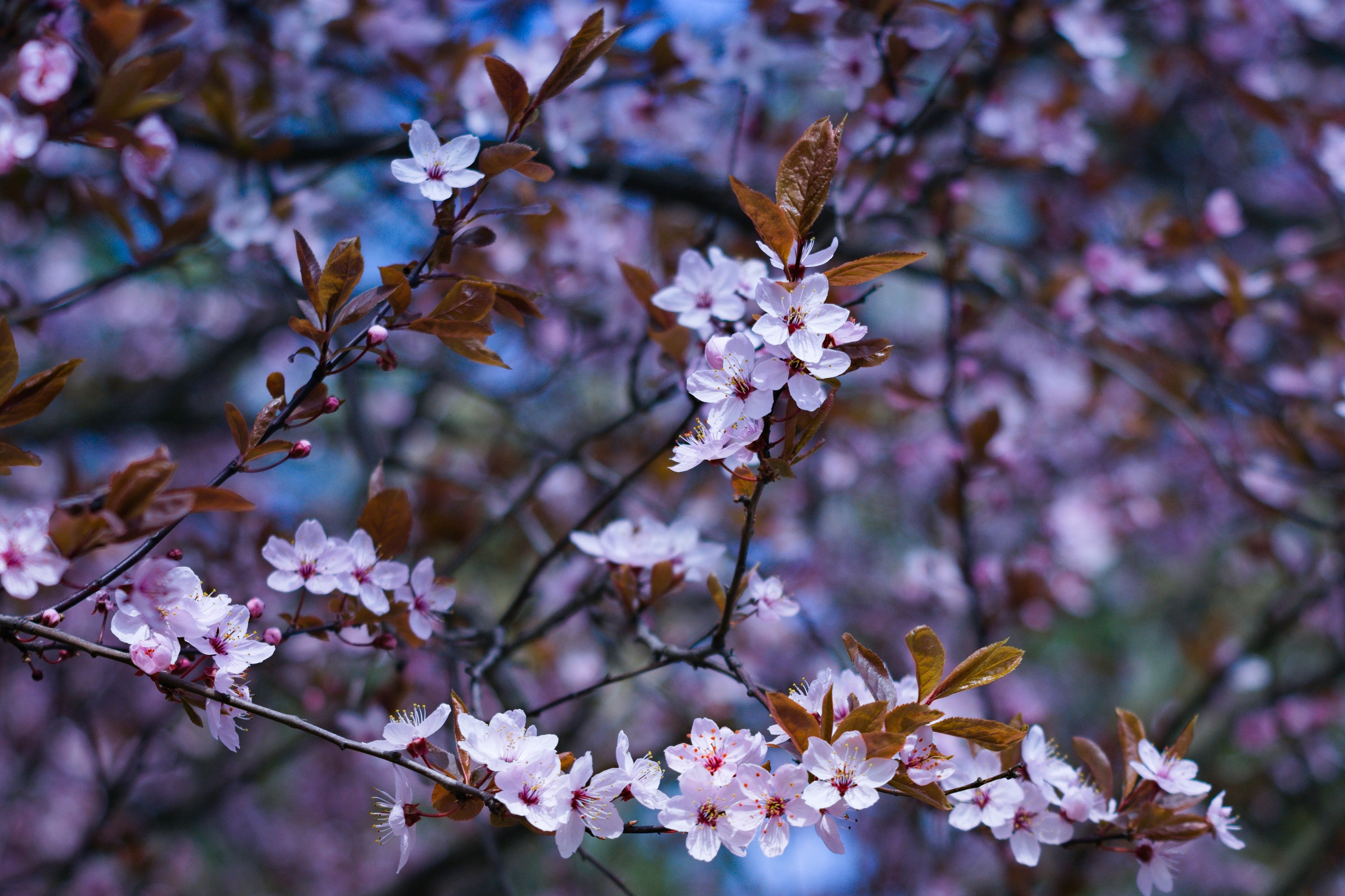 a close up of flowers