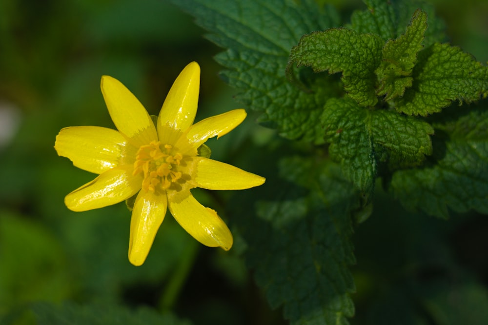 a yellow flower on a plant