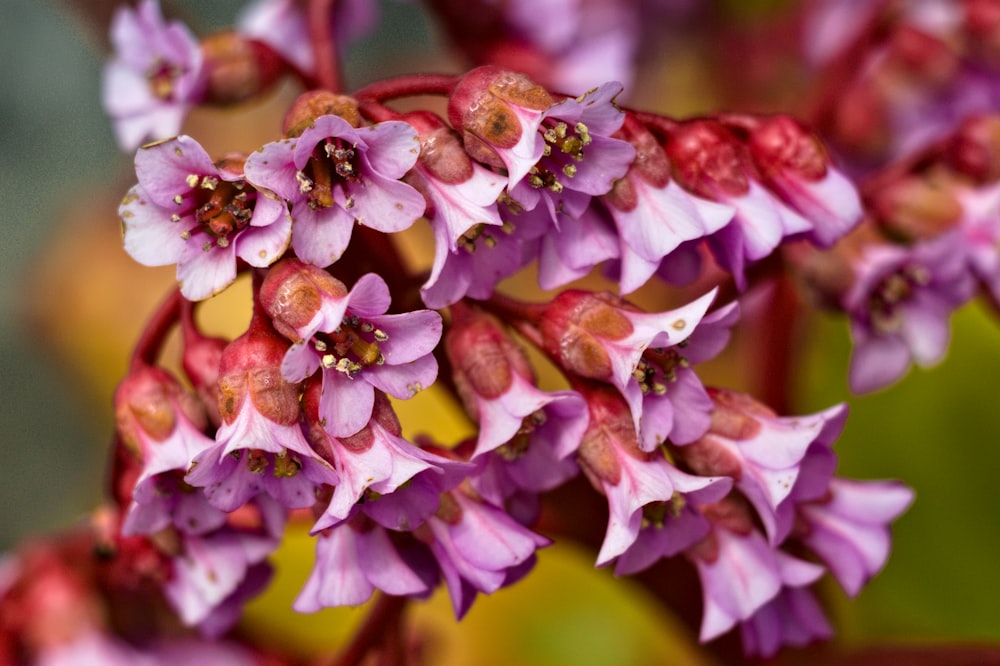 a close up of a flower