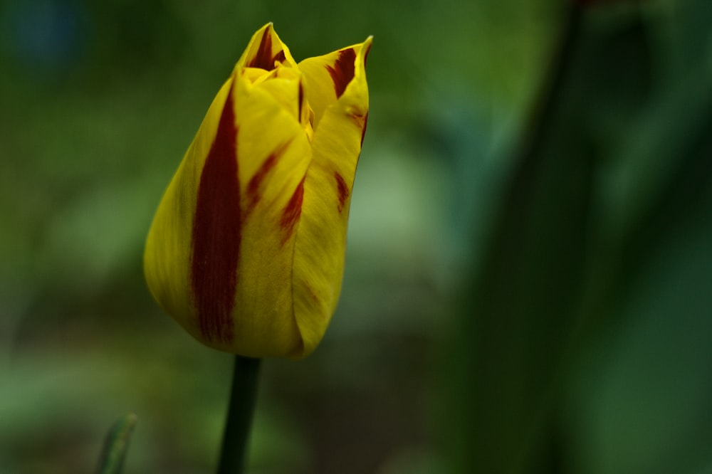 a close up of a flower