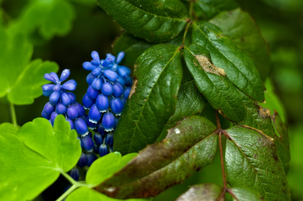 a close-up of some berries