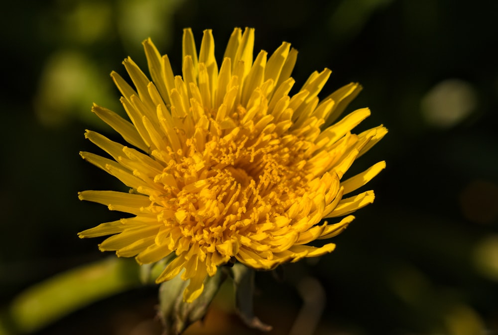 a close up of a yellow flower