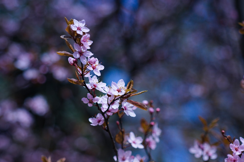 a close up of a flower