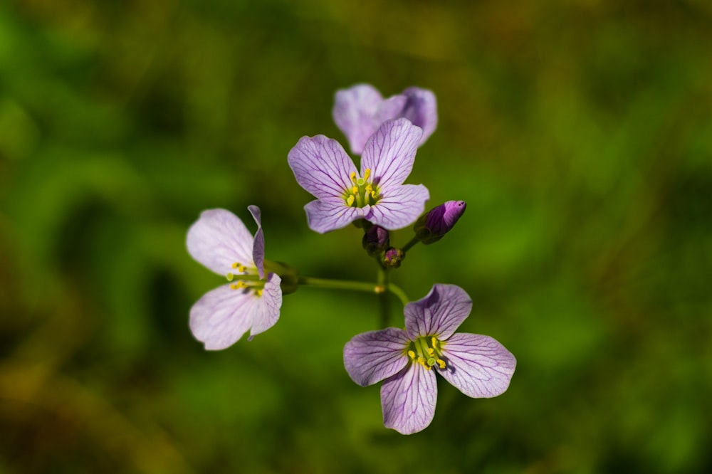 a group of purple flowers