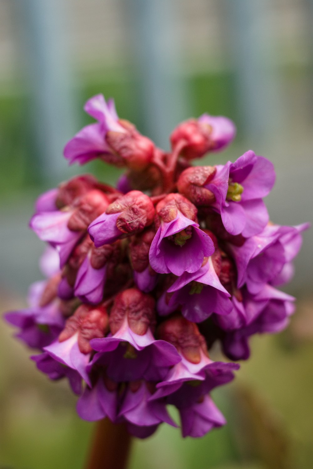 a close up of a purple flower