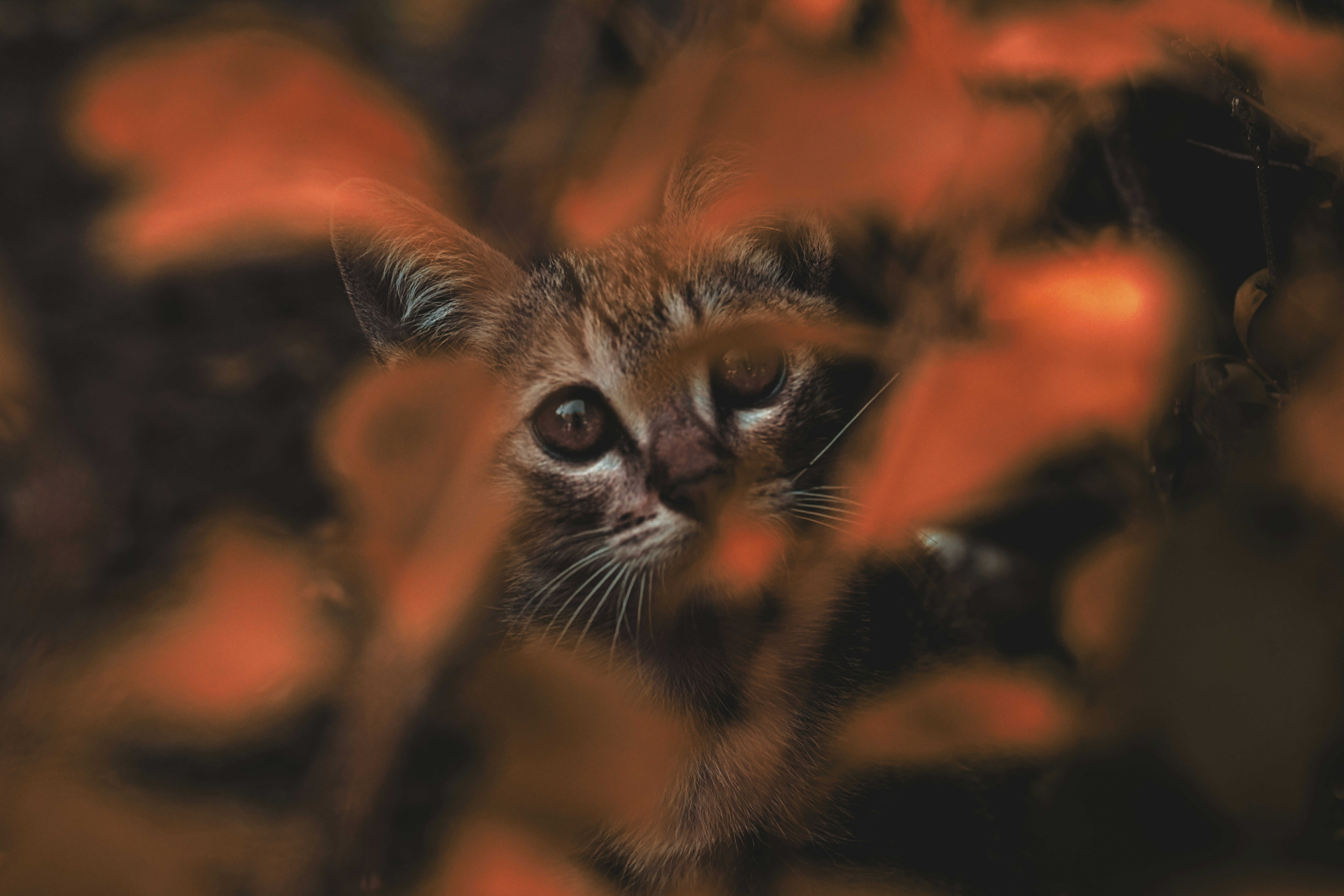 a cat looking at the camera