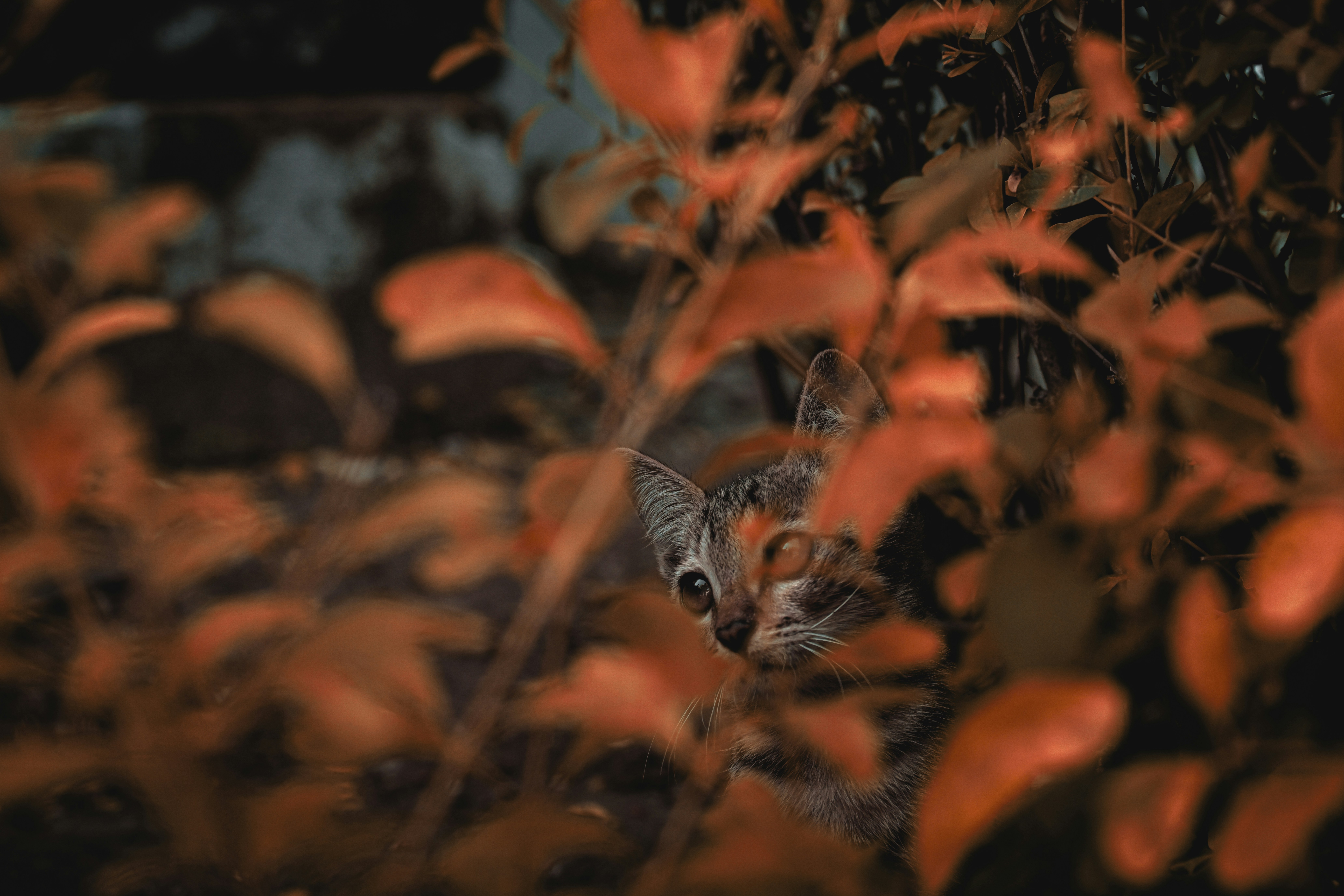 a cat in a pile of leaves