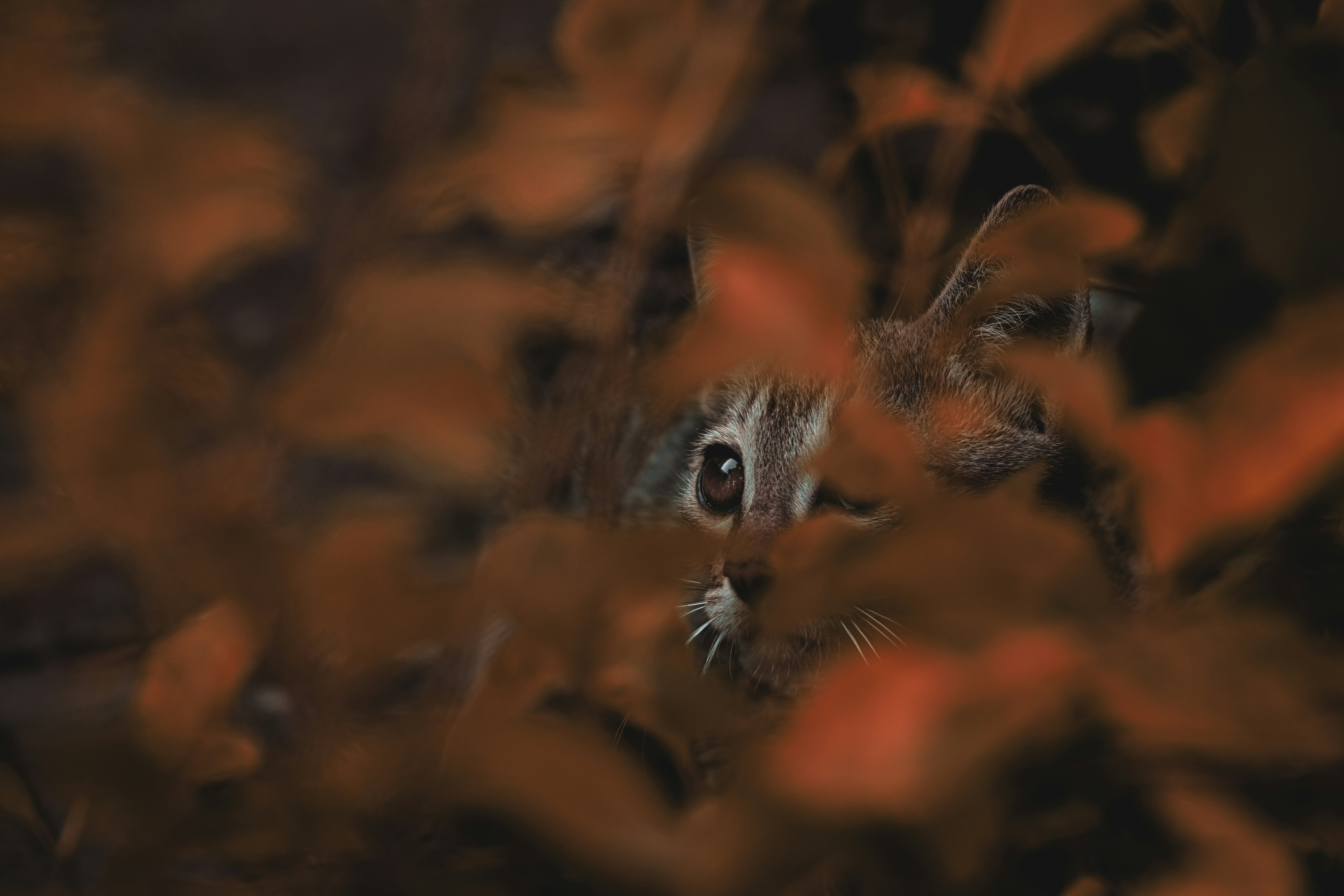 a small animal looking at the camera