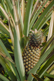 a pineapple growing in a field