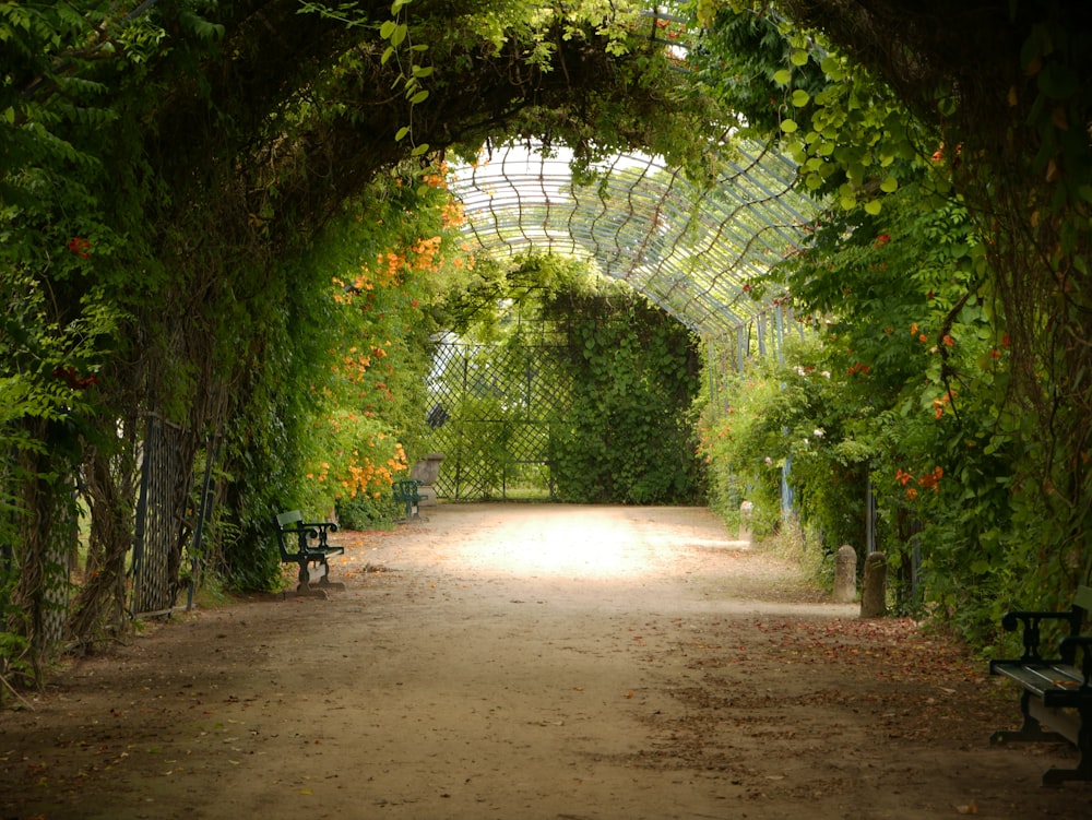 a path with trees on either side