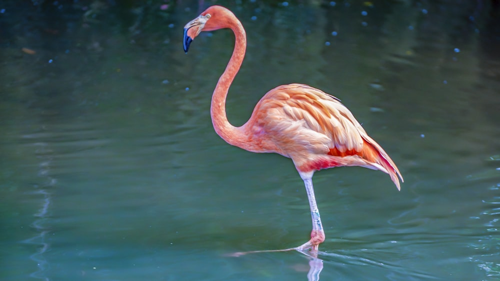 a flamingo standing in water