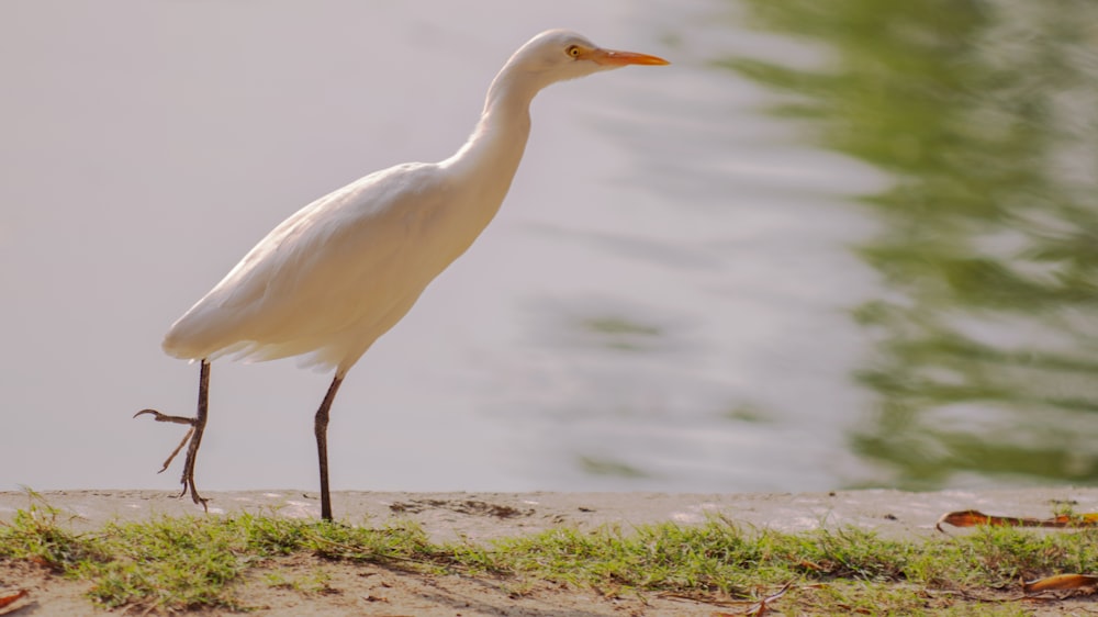 a white bird standing on the shore